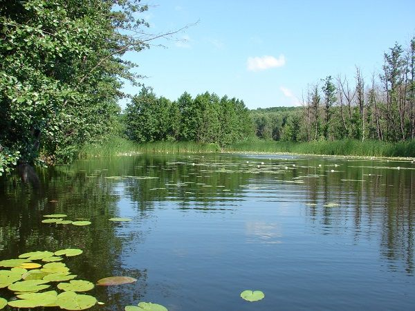 image-4 Część 3. Żyłki karpiowe — szkoła Carpcloud