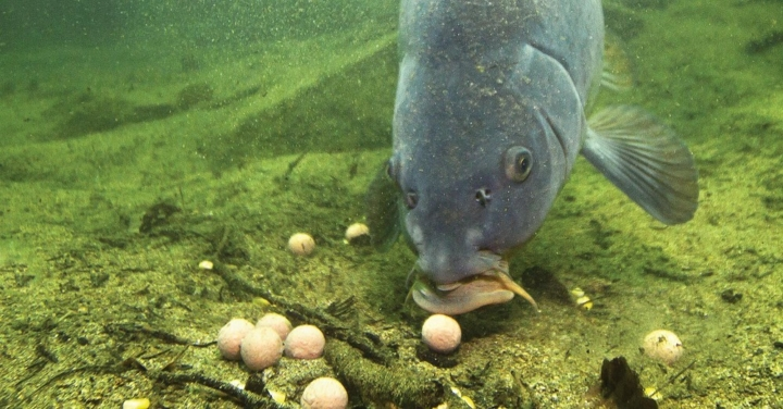 image-4 Dlaczego nęcenie wyłącznie kulkami proteinowymi jest tak skuteczne podczas łowienia dużych ryb?