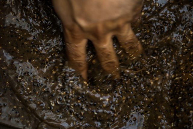 clanek-55-of-87-640x427-2 Zanęta na ostrożnego karpia: taktyka gotowania kulek proteinowych