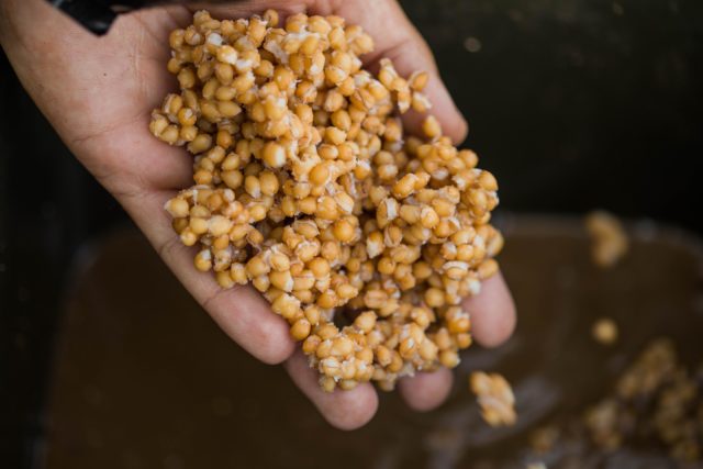 clanek-56-of-87-640x427-1 Zanęta na ostrożnego karpia: taktyka gotowania kulek proteinowych