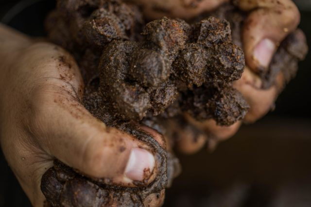 image-100 Zanęta na ostrożnego karpia: taktyka gotowania kulek proteinowych