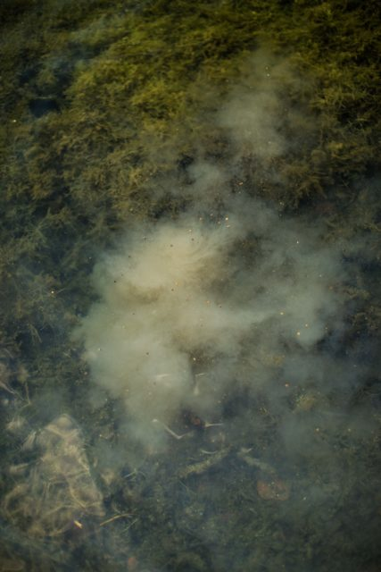 image-103 Zanęta na ostrożnego karpia: taktyka gotowania kulek proteinowych