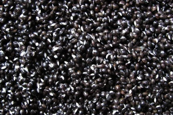 image-107 Dlaczego konopie są jednym z najpopularniejszych składników w zanęcie karpiowej?