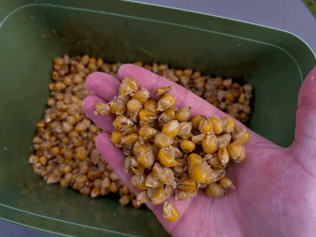 image-109-1024x768 Kulki czy Ziarna? Czym Lepiej Nęcić Karpia?