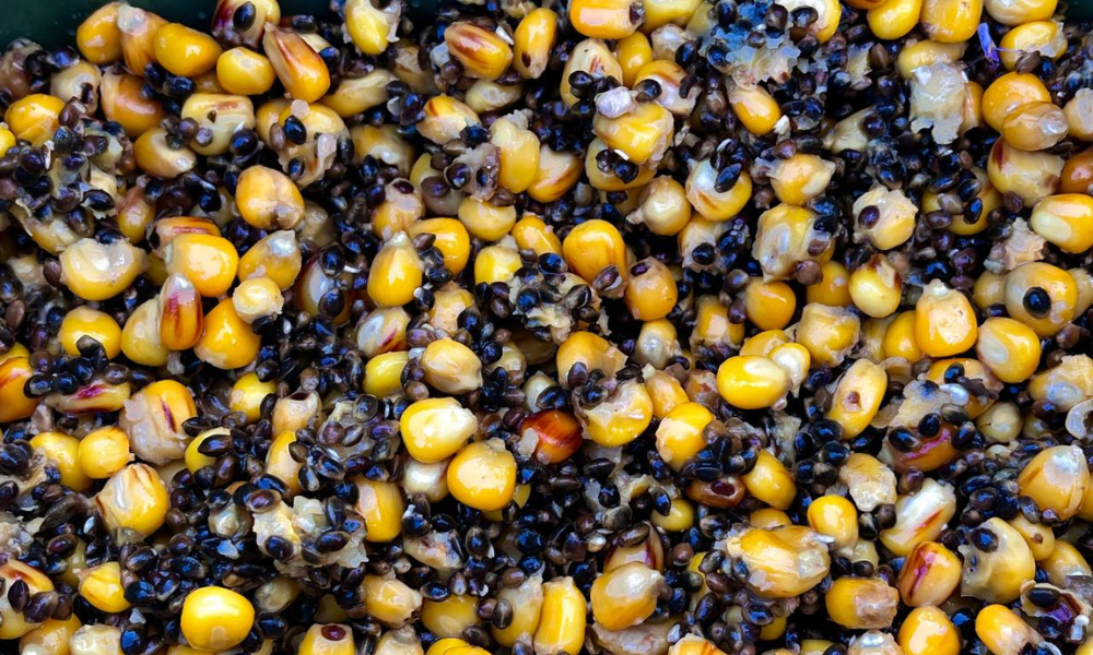 image-111 Kulki czy Ziarna? Czym Lepiej Nęcić Karpia?