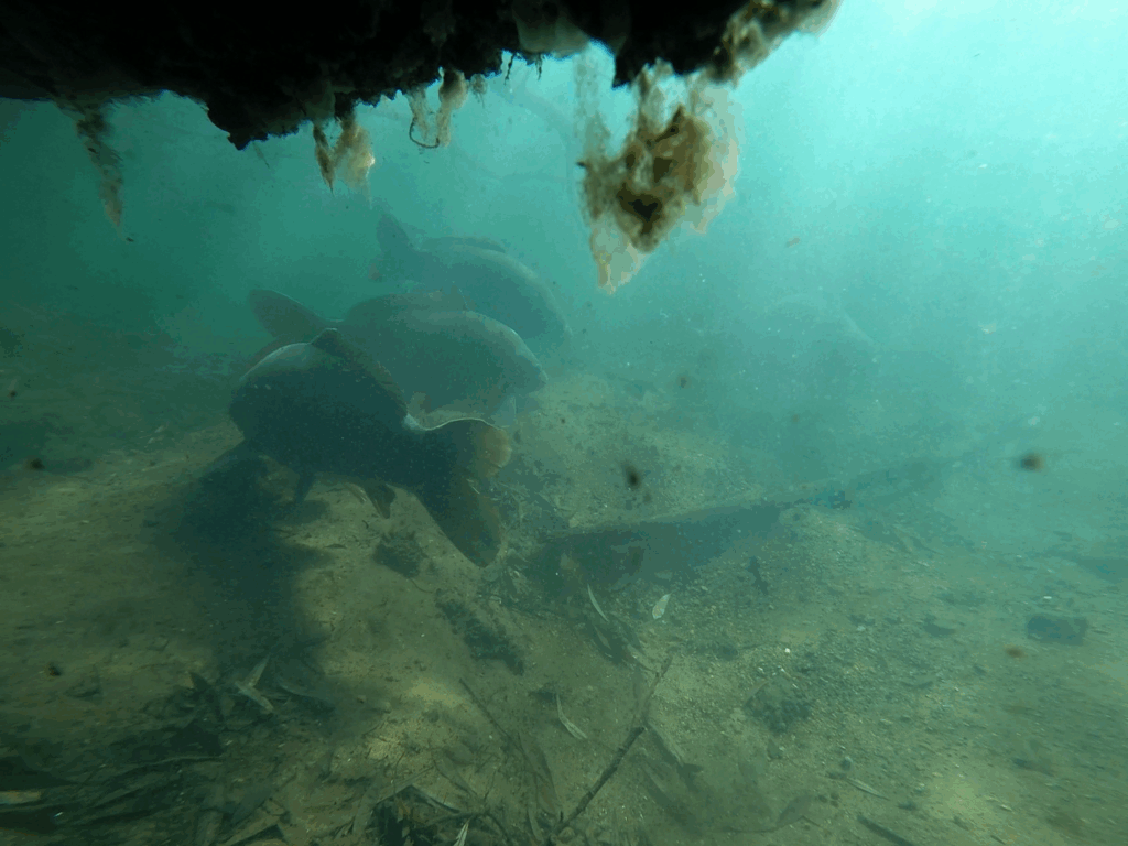 image-114-1024x768 Przygotowanie do zimowego łowienia karpia