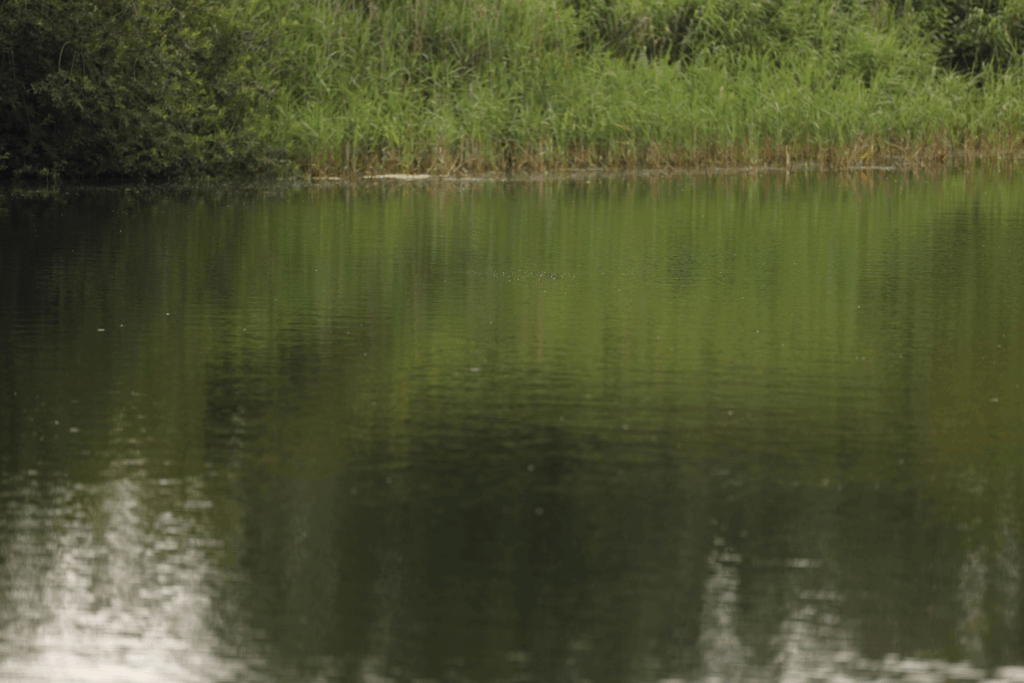 image-152-1024x683 Łowienie na pojedynczą przynętę karpiową — kiedy warto?