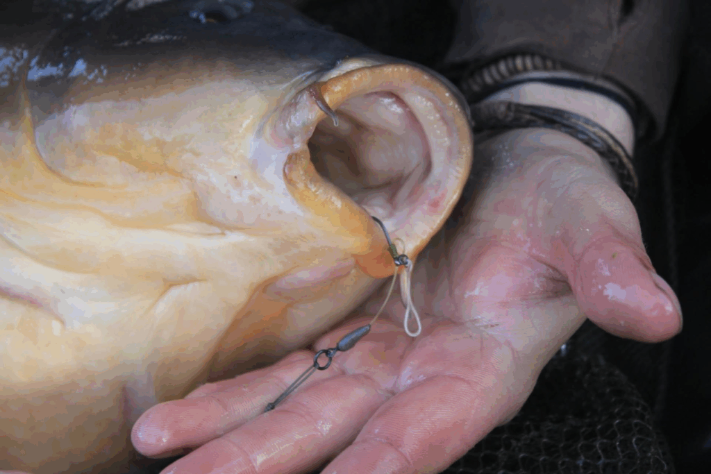 image-165-1024x683 Łowienie na pojedynczą przynętę karpiową — kiedy warto?