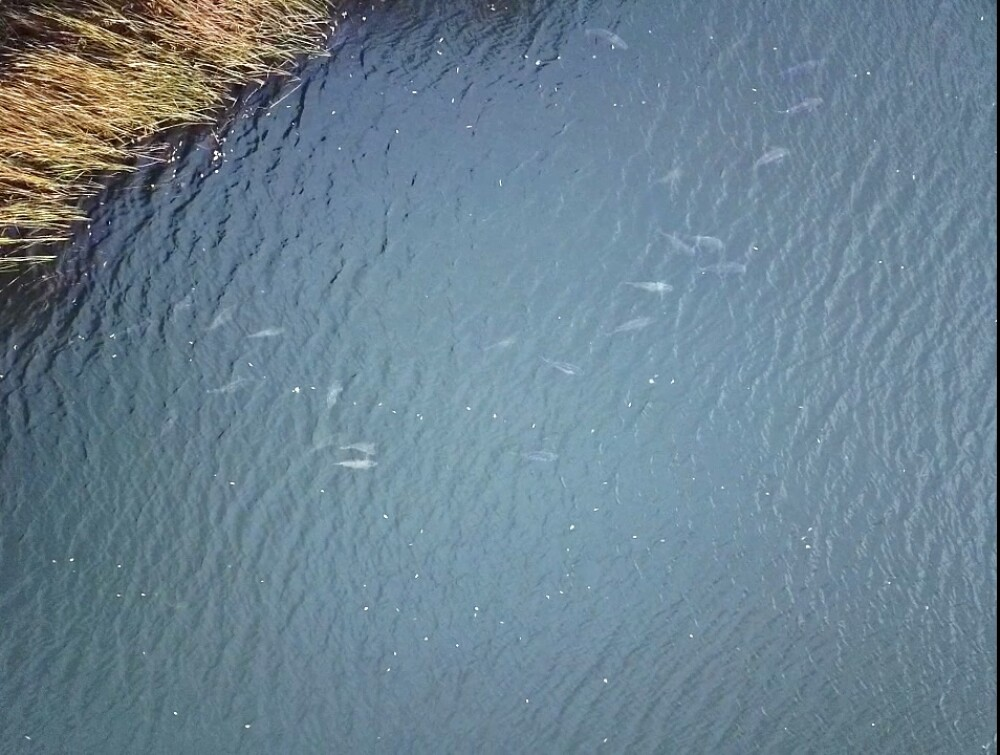 image-175 Najlepsze miejsca do połowu karpia późną jesienią