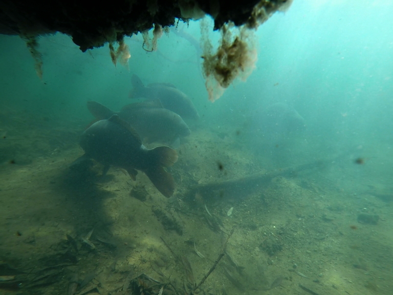 image-206 Gdzie znaleźć karpia w zimowych miesiącach – Gary Chapman