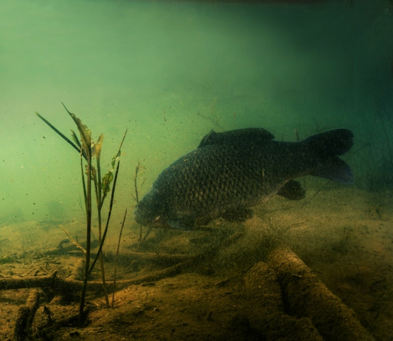 image-207 Gdzie znaleźć karpia w zimowych miesiącach – Gary Chapman