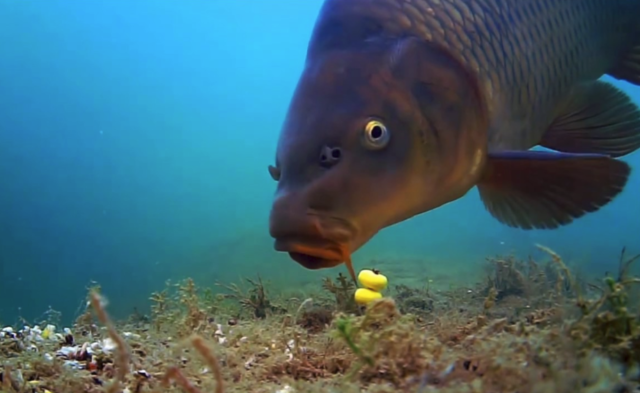 image-217 10 faktów, które wędkarze odkryli dzięki podwodnym nagraniom o łowieniu karpia