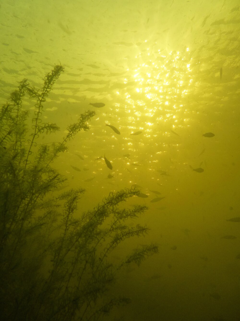 image-56 🎣 5 skutecznych wskazówek dotyczących łowienia karpi w głębokich jeziorach