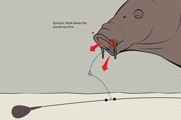 image-94 Hinged Stiff Rig – idealny przypon na liście i podwodne zanieczyszczenia