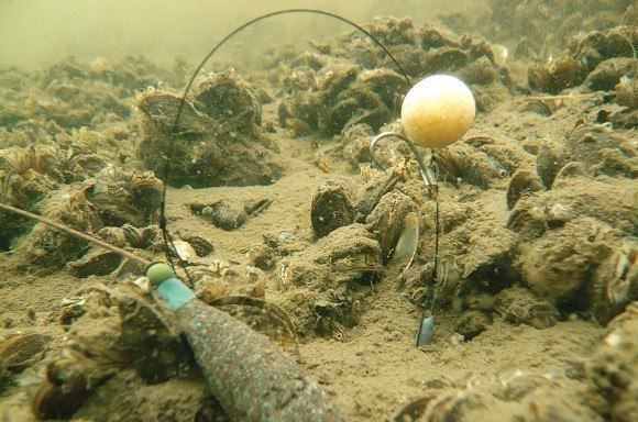 image-96 Hinged Stiff Rig – idealny przypon na liście i podwodne zanieczyszczenia