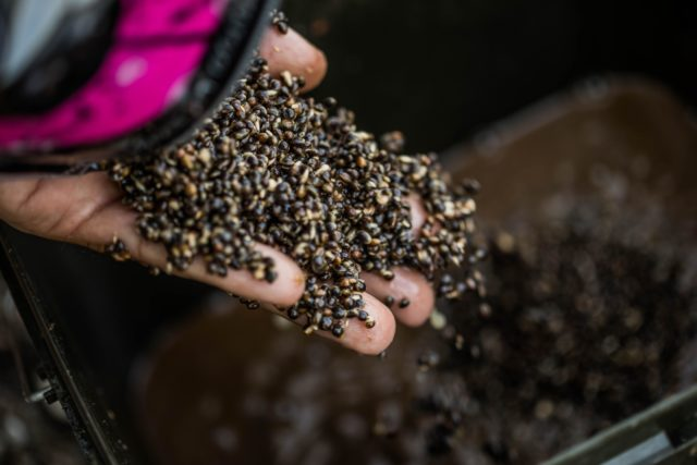 изображение_2025-10-12_065100067 Zanęta na ostrożnego karpia: taktyka gotowania kulek proteinowych