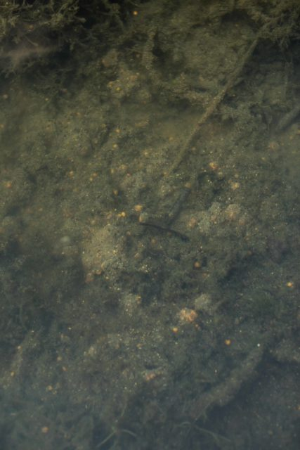 изображение_2025-10-12_065255531 Zanęta na ostrożnego karpia: taktyka gotowania kulek proteinowych