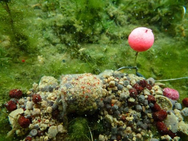 image-116 Jak pogoda wpływa na łowienie karpi? Kompletny przewodnik Carpcloud