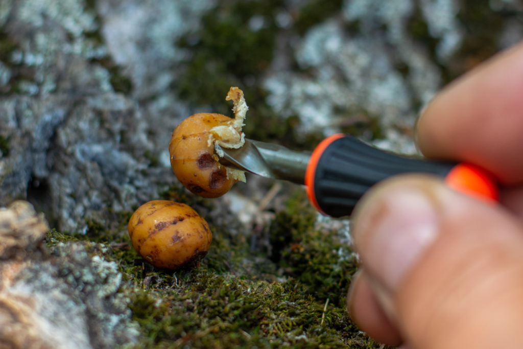 image-127 Jak używać orzecha tygrysiego jako przynęty