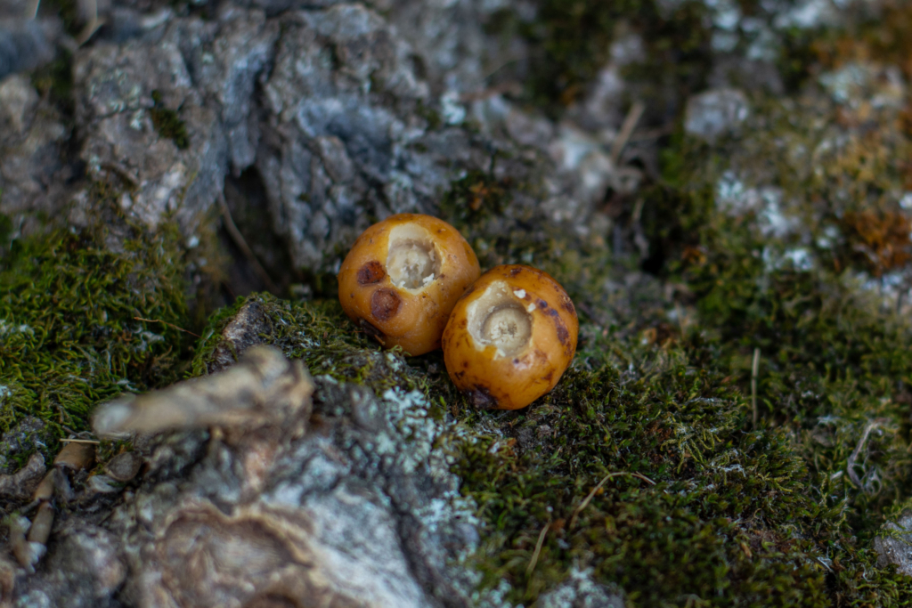 image-128 Jak używać orzecha tygrysiego jako przynęty