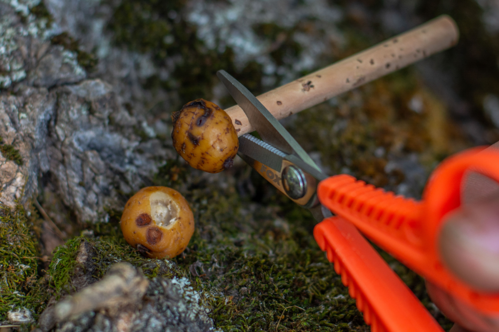 image-129 Jak używać orzecha tygrysiego jako przynęty