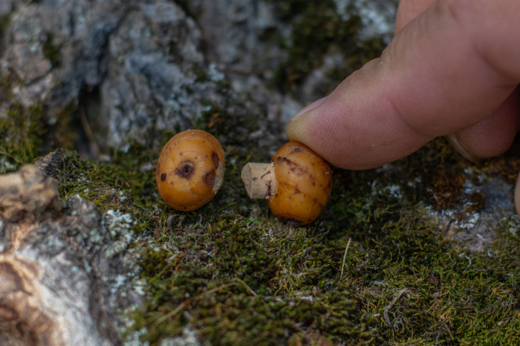 image-130 Jak używać orzecha tygrysiego jako przynęty