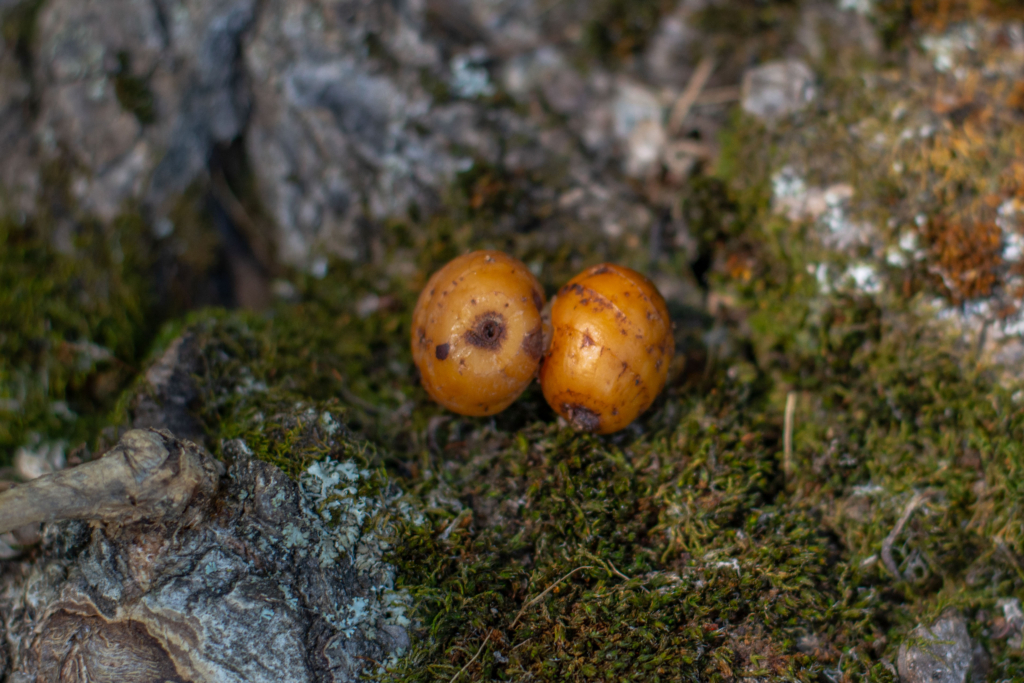 image-131 Jak używać orzecha tygrysiego jako przynęty