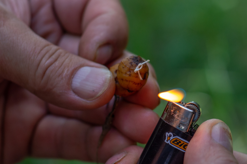 image-134 Jak używać orzecha tygrysiego jako przynęty