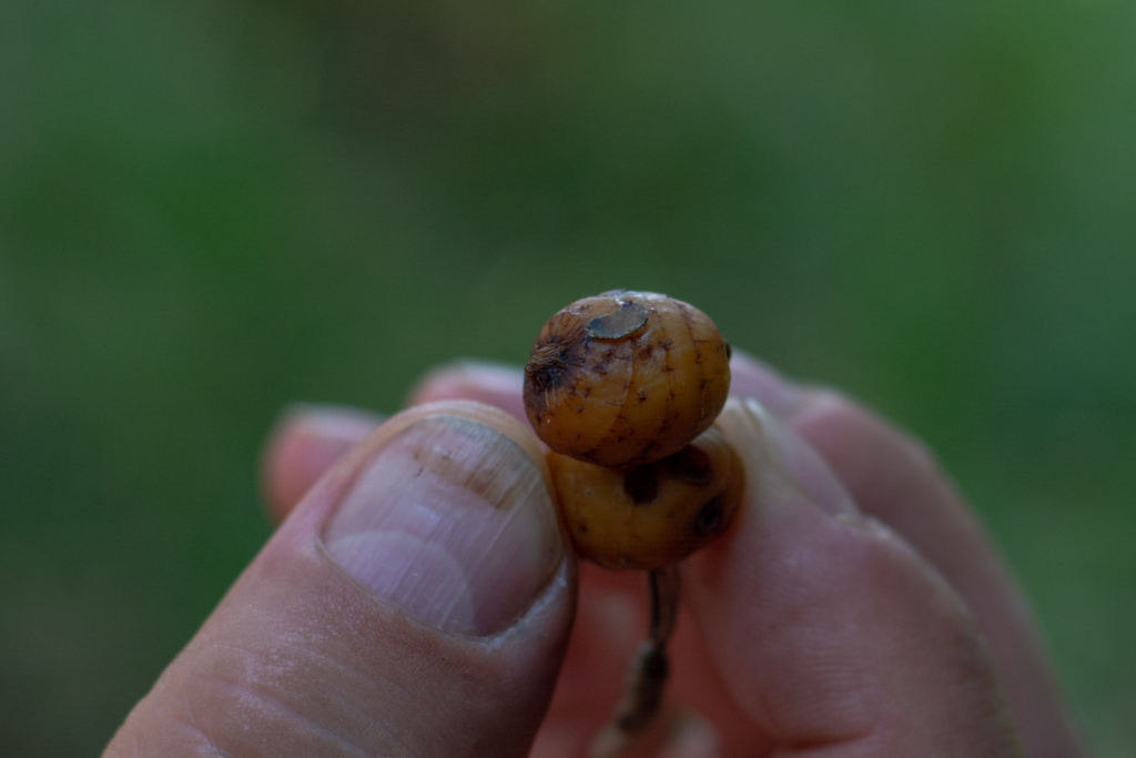 image-135 Jak używać orzecha tygrysiego jako przynęty