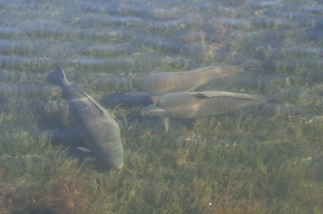 image-39 Ciśnienie atmosferyczne a łowienie karpia