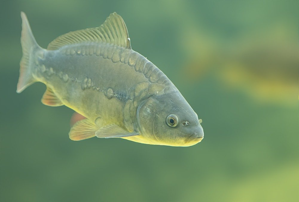 image-63 Aminokwasy. Jaką rolę odgrywają w życiu karpia?