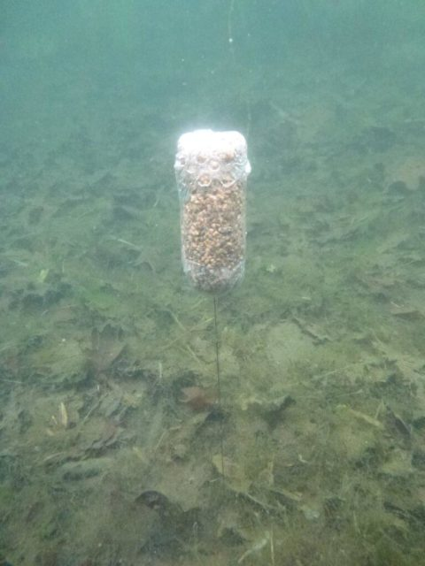 image-86 Jak łowić na głębokim mule. Genialnie i prosto od Roba Hughesa