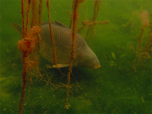 image-4 Trawienie karpia – jak naprawdę przetwarza pokarm