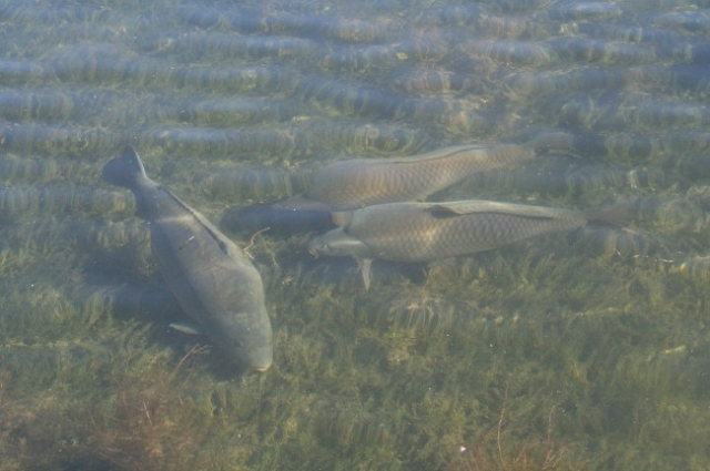 image-5 Trawienie karpia – jak naprawdę przetwarza pokarm