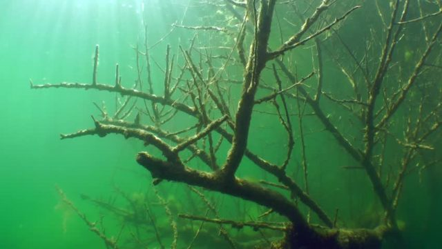 image-50 Łowienie karpia w zaczepach. TOP 7 porad