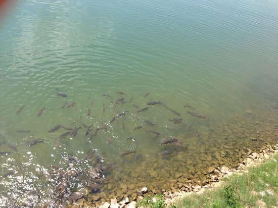 image-6 Trawienie karpia – jak naprawdę przetwarza pokarm