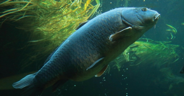 image-7 Trawienie karpia – jak naprawdę przetwarza pokarm