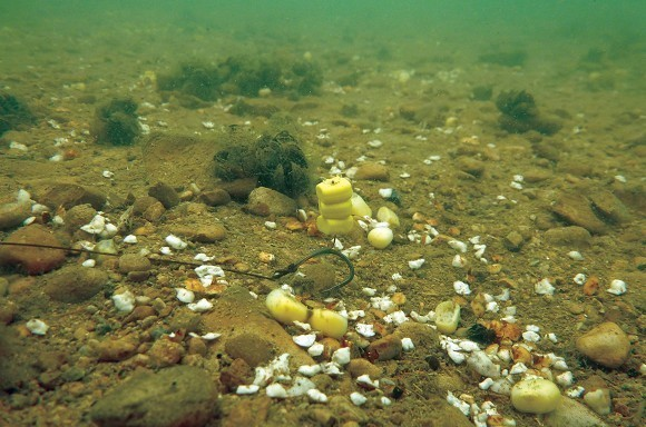 image-19 Sztuczna kukurydza w karpiarstwie. Wszystko o jednej z najbardziej uniwersalnych przynęt współczesnego karpiarstwa