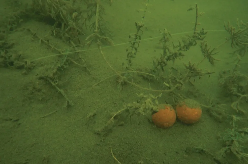 image Łowienie karpi na mulistym dnie — rodzaje mułu, przynęty i najlepsze zestawy